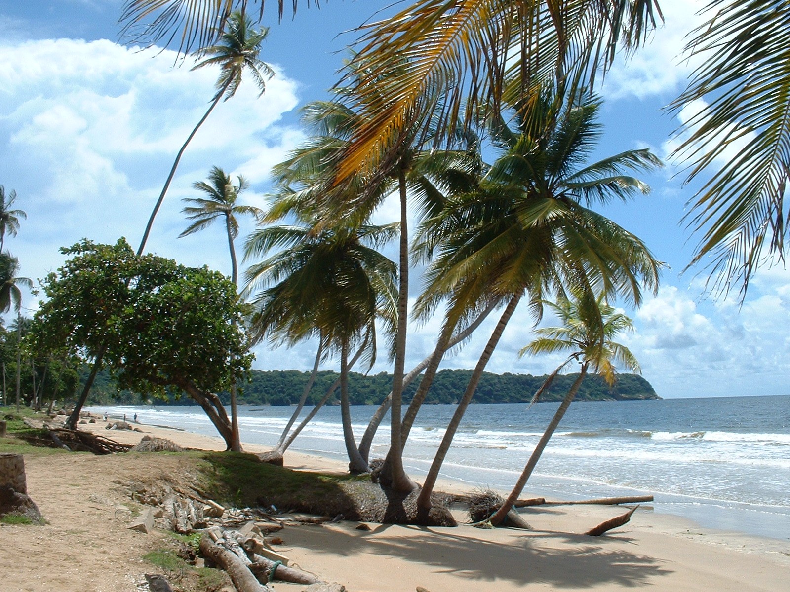 Coconut palms leaning over the sand at Mayaro Beach with Atlantic surf breaking along the shoreline